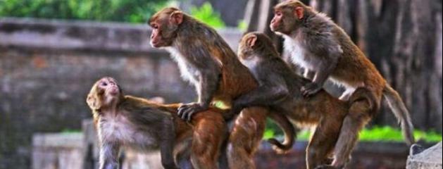sexe animaux le sexe recit sexe animaux le sexe recit